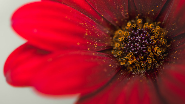 小布施・花のブーケ・花束・アレンジメント作例